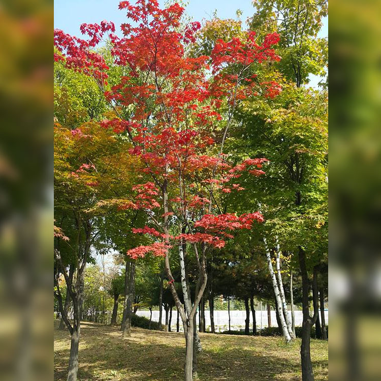 We are in Autumn Gallery